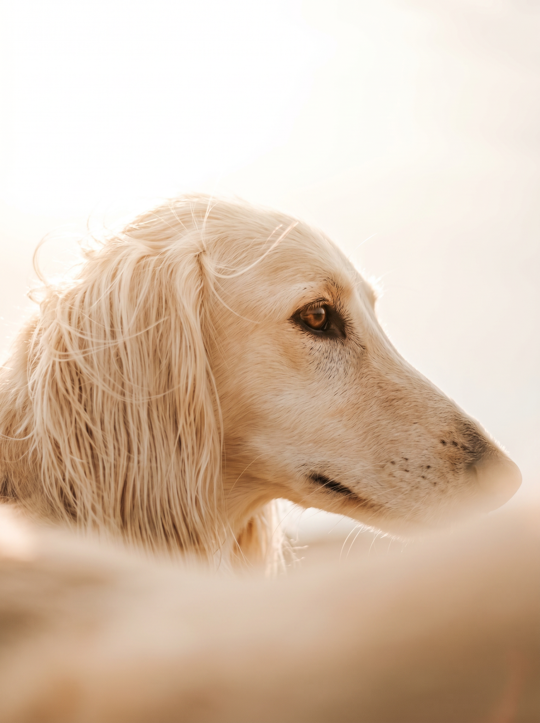 chien-zumis-paris.PNG